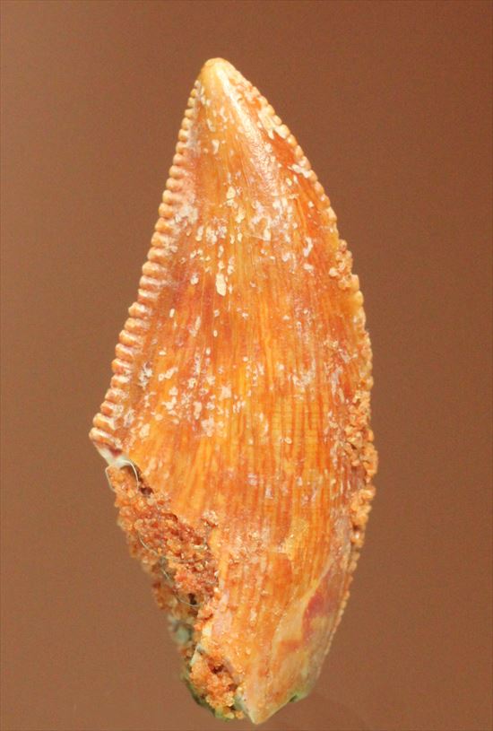 まだまだ謎多き、肉食恐竜バハリアサウルスの歯化石(その1)