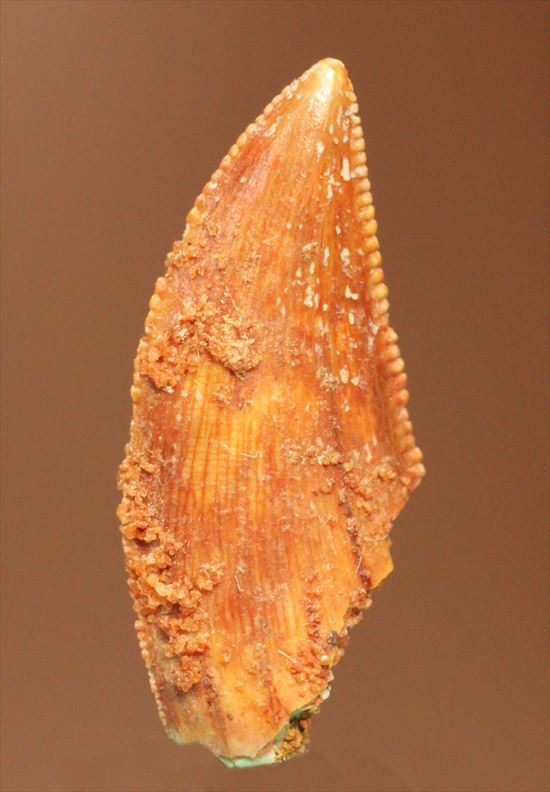 まだまだ謎多き、肉食恐竜バハリアサウルスの歯化石(その2)