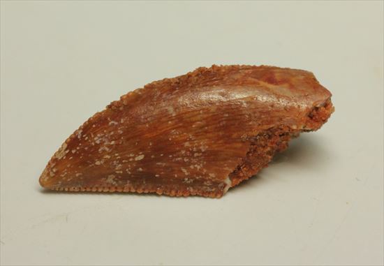 まだまだ謎多き、肉食恐竜バハリアサウルスの歯化石(その3)