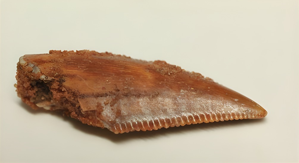 まだまだ謎多き、肉食恐竜バハリアサウルスの歯化石 恐竜 販売