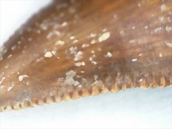 まだまだ謎多き、肉食恐竜バハリアサウルスの歯化石(その8)