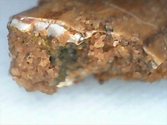 まだまだ謎多き、肉食恐竜バハリアサウルスの歯化石(その9)