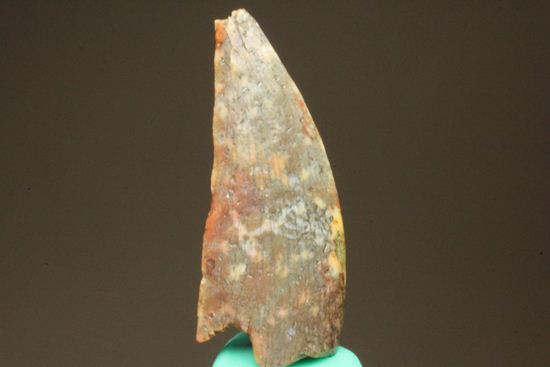アベリサウルス　バハリアサウルス　歯　化石　恐竜 バハリアサウルスの歯化石(Bahariasaurus) 恐竜 販売