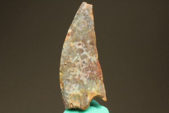 バハリアサウルスの歯化石(Bahariasaurus)(その2)