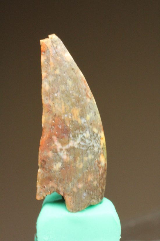 バハリアサウルスの歯化石(Bahariasaurus)(その3)