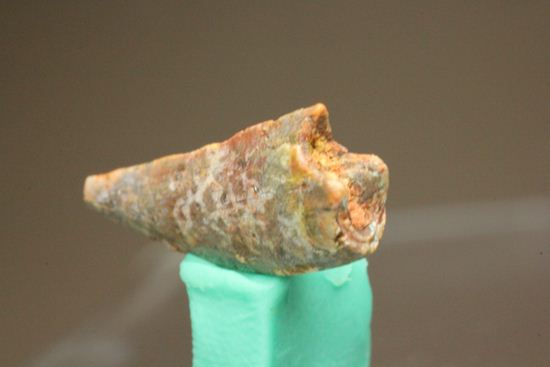 バハリアサウルスの歯化石(Bahariasaurus)(その4)