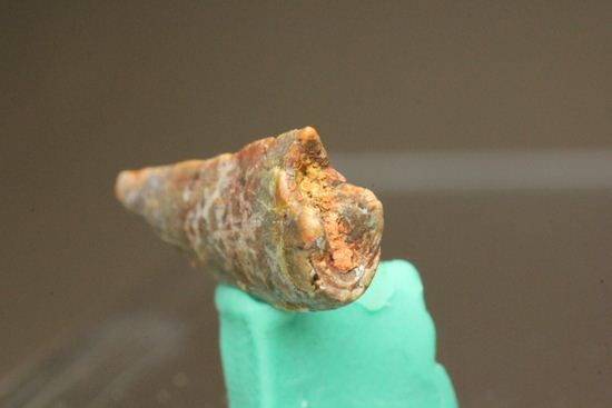 バハリアサウルスの歯化石(Bahariasaurus)(その5)