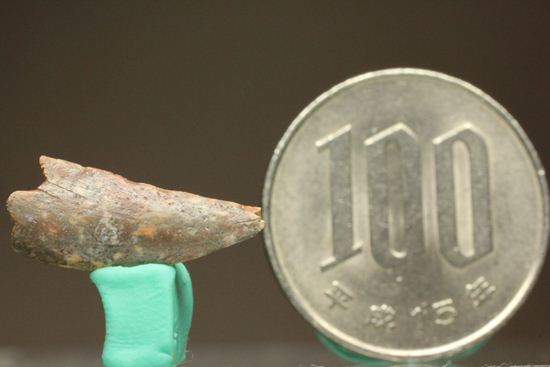 バハリアサウルスの歯化石(Bahariasaurus)(その6)