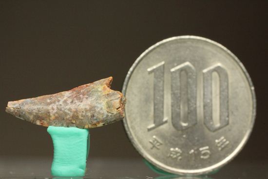 バハリアサウルスの歯化石(Bahariasaurus)(その7)