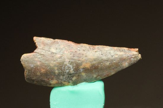 バハリアサウルスの歯化石(Bahariasaurus)(その8)
