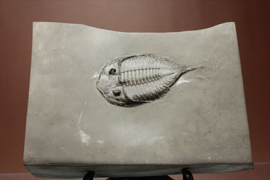 シルル紀ニューヨーク産代表三葉虫! 複眼が保存されたダルマニテス(Dalmanites limulurus)(その1)