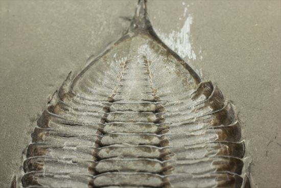 シルル紀ニューヨーク産代表三葉虫！　複眼が保存されたダルマニテス(Dalmanites limulurus)（その10）