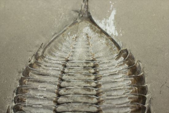 シルル紀ニューヨーク産代表三葉虫! 複眼が保存されたダルマニテス(Dalmanites limulurus)(その10)