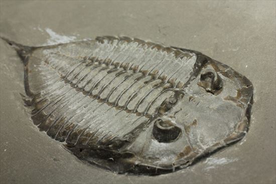 シルル紀ニューヨーク産代表三葉虫! 複眼が保存されたダルマニテス(Dalmanites limulurus)(その11)