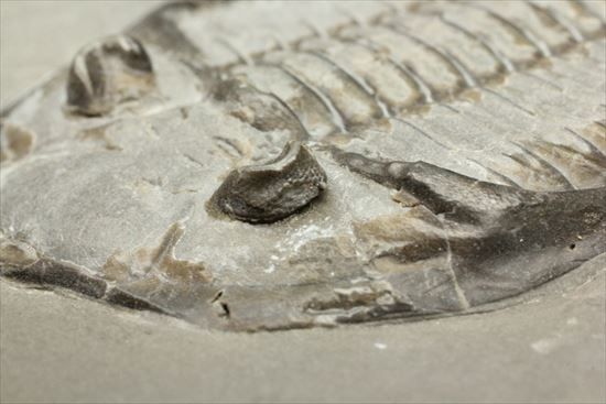 シルル紀ニューヨーク産代表三葉虫! 複眼が保存されたダルマニテス(Dalmanites limulurus)(その12)
