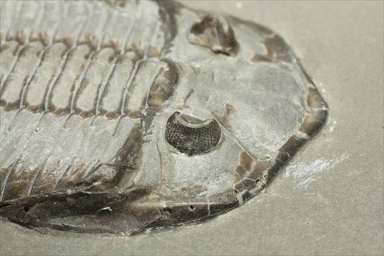 シルル紀ニューヨーク産代表三葉虫！　複眼が保存されたダルマニテス(Dalmanites limulurus)（その13）