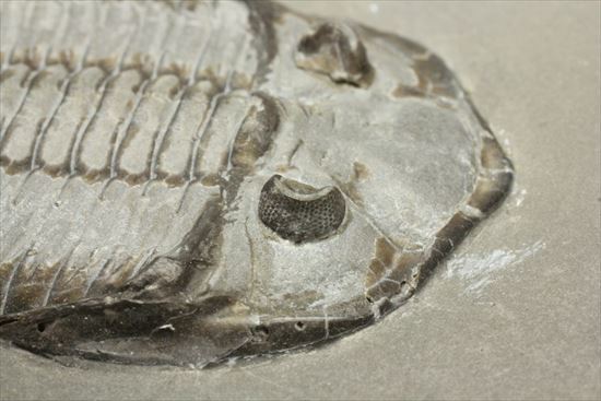 シルル紀ニューヨーク産代表三葉虫! 複眼が保存されたダルマニテス(Dalmanites limulurus)(その13)