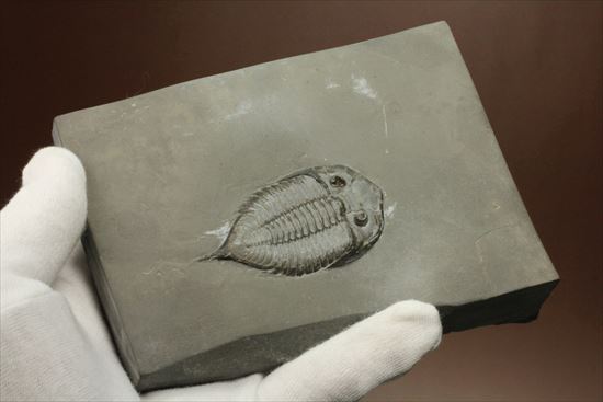 シルル紀ニューヨーク産代表三葉虫! 複眼が保存されたダルマニテス(Dalmanites limulurus)(その14)