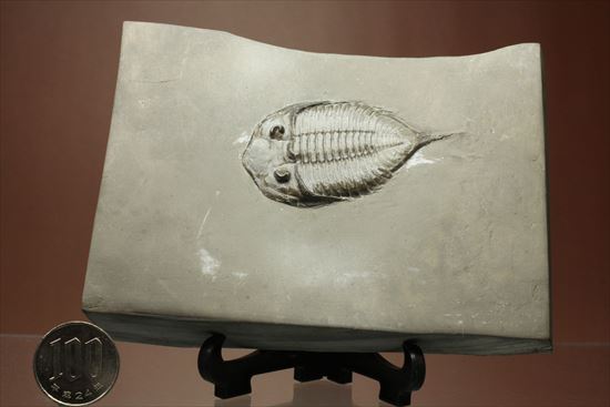 シルル紀ニューヨーク産代表三葉虫! 複眼が保存されたダルマニテス(Dalmanites limulurus)(その15)