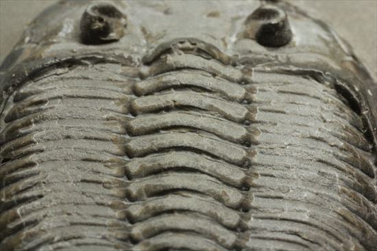 シルル紀ニューヨーク産代表三葉虫！　複眼が保存されたダルマニテス(Dalmanites limulurus)（その16）