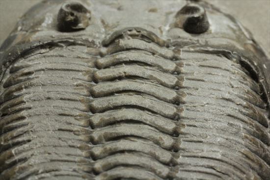 シルル紀ニューヨーク産代表三葉虫! 複眼が保存されたダルマニテス(Dalmanites limulurus)(その16)