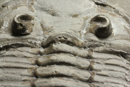 シルル紀ニューヨーク産代表三葉虫! 複眼が保存されたダルマニテス(Dalmanites limulurus)(その17)