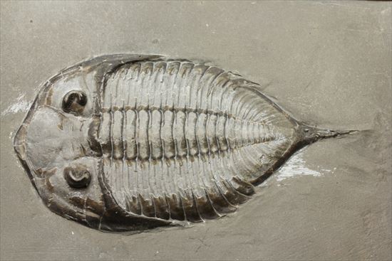 シルル紀ニューヨーク産代表三葉虫! 複眼が保存されたダルマニテス(Dalmanites limulurus)(その2)