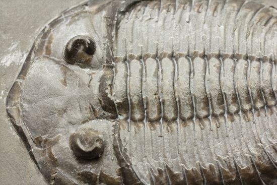 シルル紀ニューヨーク産代表三葉虫! 複眼が保存されたダルマニテス(Dalmanites limulurus)(その3)