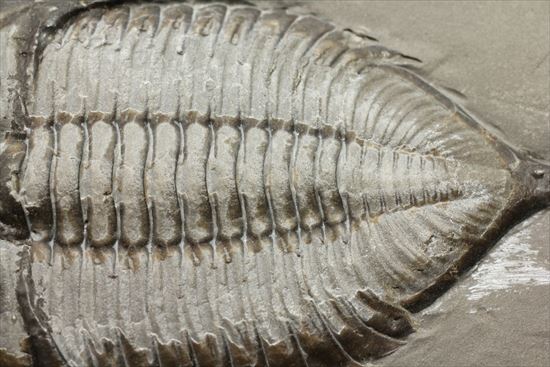 シルル紀ニューヨーク産代表三葉虫！　複眼が保存されたダルマニテス(Dalmanites limulurus)（その4）