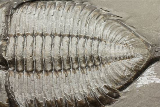 シルル紀ニューヨーク産代表三葉虫! 複眼が保存されたダルマニテス(Dalmanites limulurus)(その4)