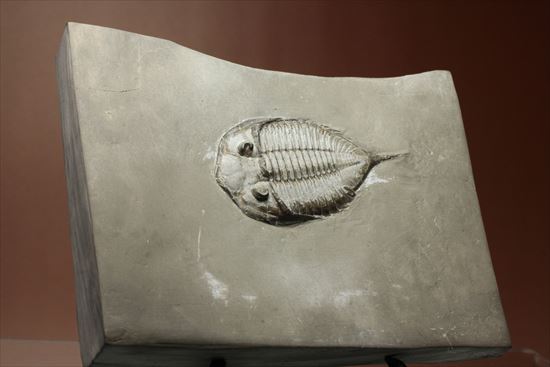 シルル紀ニューヨーク産代表三葉虫! 複眼が保存されたダルマニテス(Dalmanites limulurus)(その5)