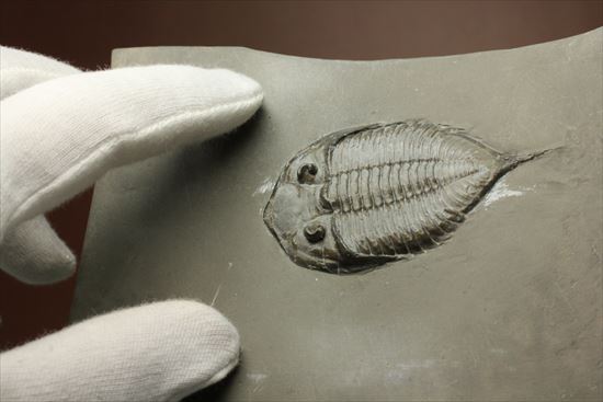 シルル紀ニューヨーク産代表三葉虫! 複眼が保存されたダルマニテス(Dalmanites limulurus)(その6)