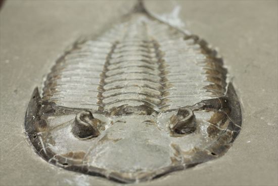シルル紀ニューヨーク産代表三葉虫！　複眼が保存されたダルマニテス(Dalmanites limulurus)（その7）
