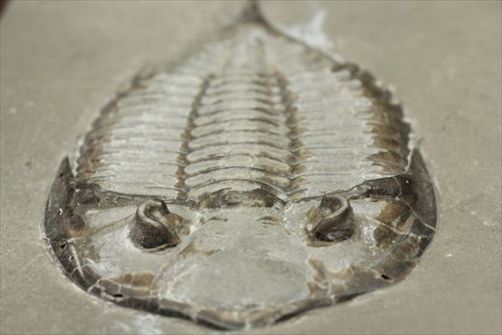 シルル紀ニューヨーク産代表三葉虫! 複眼が保存されたダルマニテス(Dalmanites limulurus)(その7)