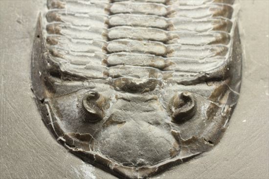 シルル紀ニューヨーク産代表三葉虫！　複眼が保存されたダルマニテス(Dalmanites limulurus)（その8）