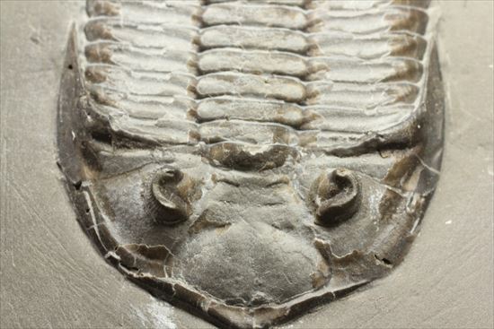 シルル紀ニューヨーク産代表三葉虫! 複眼が保存されたダルマニテス(Dalmanites limulurus)(その8)