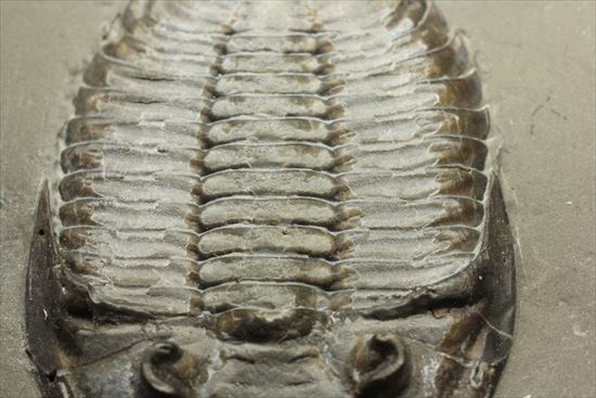 シルル紀ニューヨーク産代表三葉虫! 複眼が保存されたダルマニテス(Dalmanites limulurus)(その9)