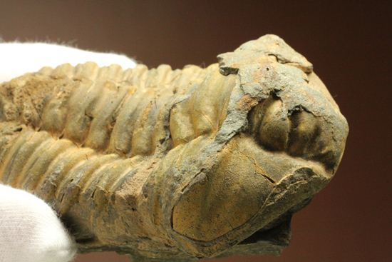 化石　骨格　標本　三葉虫　カリメネ　極美麗　ナチュラル 化石 骨格 標本 三葉虫 カリメネ 極美麗 ナチュラル 三葉虫化石