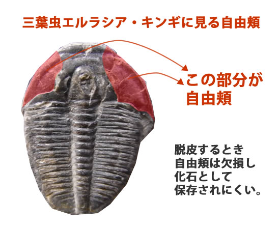 自由頬が保存されたエルラシアキンギプレート化石(Elrathia kingi Meek)（その3）