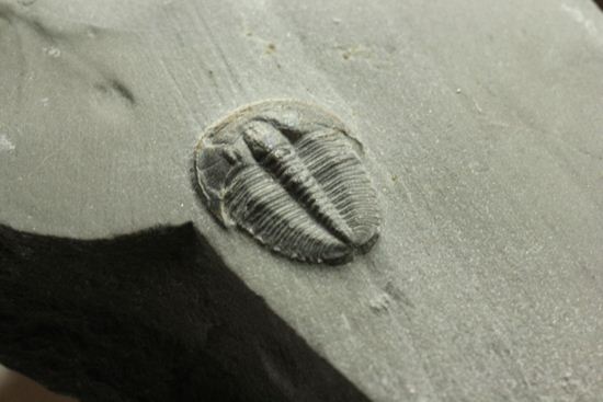 自由頬が保存されたエルラシアキンギプレート化石(Elrathia kingi Meek)（その4）