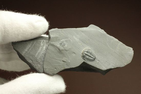 自由頬が保存されたエルラシアキンギプレート化石(Elrathia kingi Meek)（その5）
