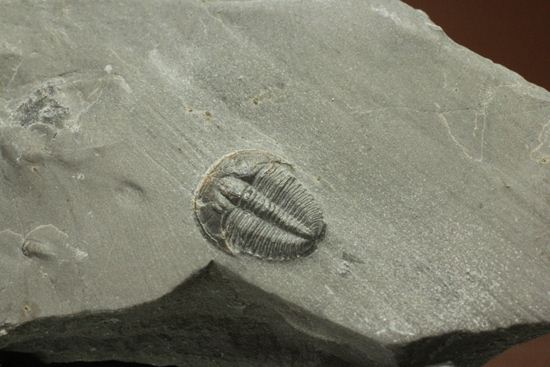 自由頬が保存されたエルラシアキンギプレート化石(Elrathia kingi Meek)（その6）