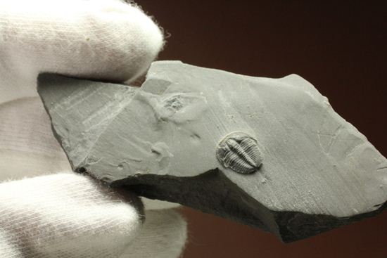自由頬が保存されたエルラシアキンギプレート化石(Elrathia kingi Meek)（その7）
