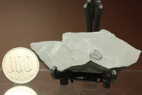 自由頬が保存されたエルラシアキンギプレート化石(Elrathia kingi Meek)（その8）