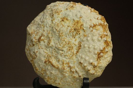 白亜紀のウニ化石(Echinoids Tetragramma sp.)(その1)