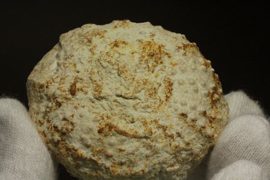 白亜紀のウニ化石(Echinoids Tetragramma sp.)(その10)