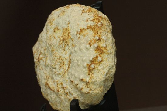白亜紀のウニ化石(Echinoids Tetragramma sp.)(その12)
