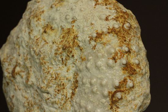白亜紀のウニ化石(Echinoids Tetragramma sp.)(その13)