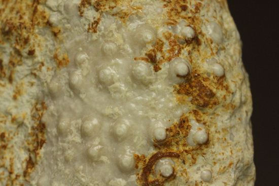白亜紀のウニ化石(Echinoids Tetragramma sp.)(その14)