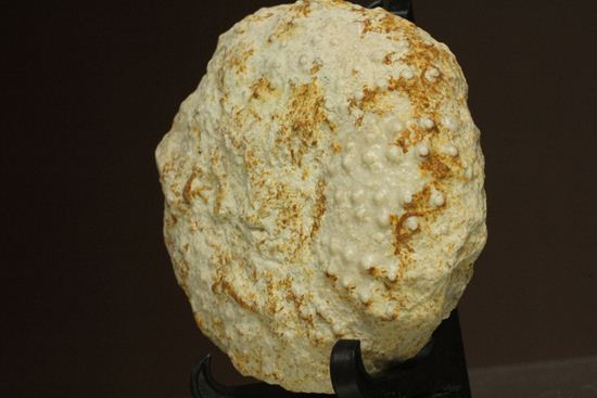 白亜紀のウニ化石(Echinoids Tetragramma sp.)(その16)
